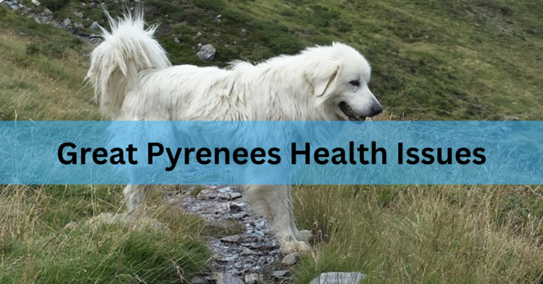 Great Pyrenees Health Issues