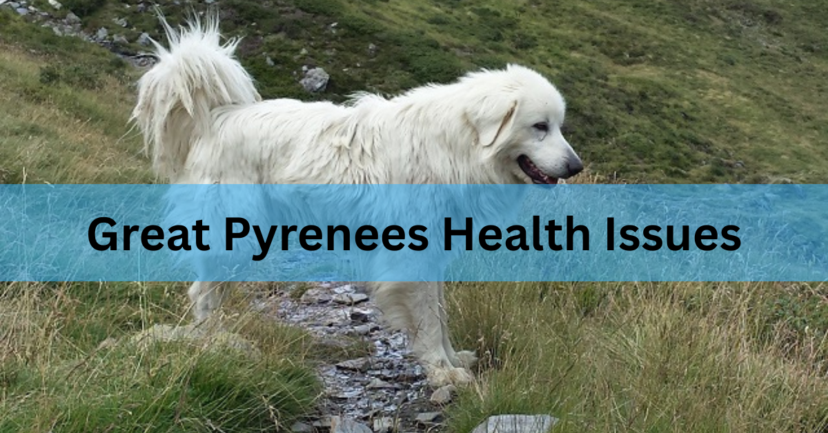 Great Pyrenees Health Issues