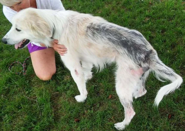 common great pyrenees health issues
